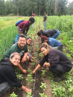 ddcsp image 4 250x333